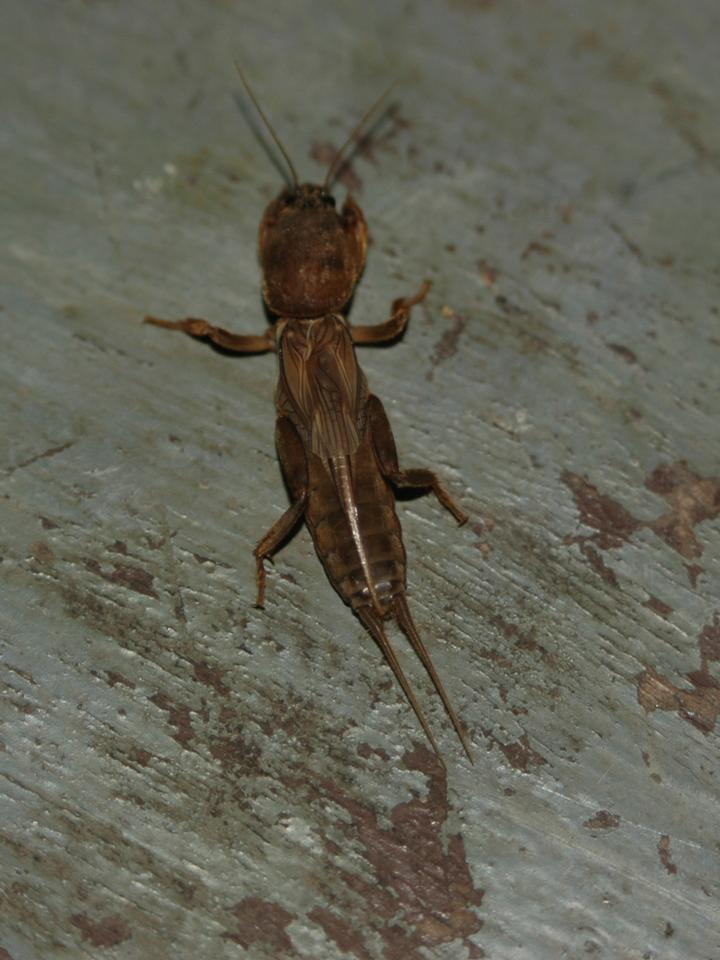 FIGURE 1 FIGURE 1